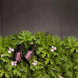 dōTERRA Geranienöl ätherisches Öl 15ml | CPTG rein | Aromatherapie doTERRA