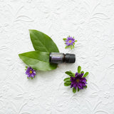 dōTERRA Anchor Stabilisierende Mischung 5ml – Flasche auf weißer Oberfläche mit grünen Blättern | doTERRA