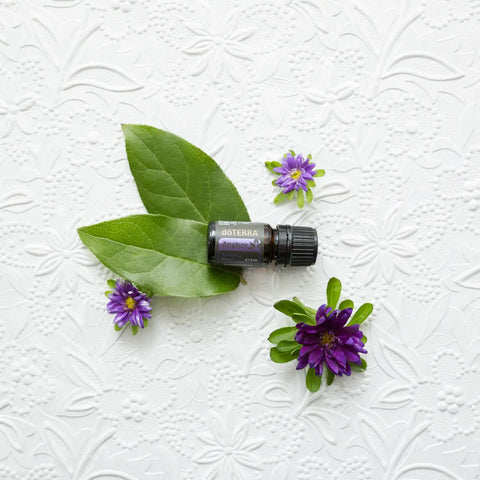 dōTERRA Anchor Stabilisierende Mischung 5ml – Flasche auf weißer Oberfläche mit grünen Blättern | doTERRA