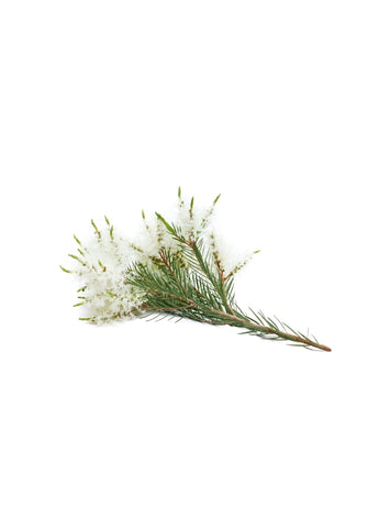 botanic tee trea doTERRA